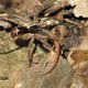 A wandering spider (Ctenidae) preying on a juvenile Cercosaura eigenmanni lizard.